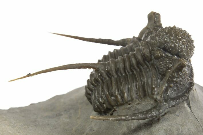 Detailed Spiny Cyphaspis Trilobite - Morocco #320859